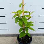 Aktinídia význačná - kiwi (Actinidia kolomikta) ‘DR. SZYMANOWSKI’ - výška 30-40 cm, kont. C2L